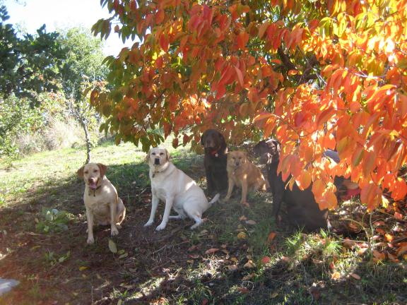 Dog Family
